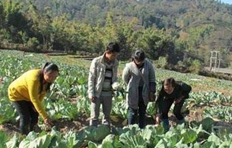 蔬菜轮作原则和注意要点