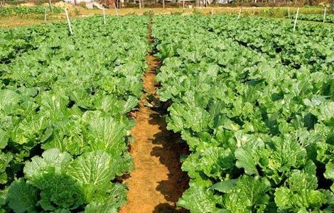 蔬菜如何促深根增产 蔬菜增产的方法