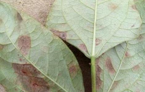 豆角煤霉病的防治方法