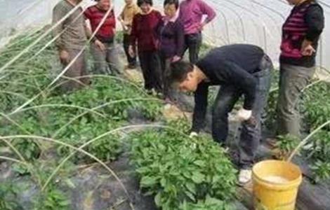 冬季蔬菜药剂灌根方法和注意事项