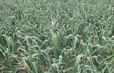 如何防治大蒜重茬 如何防治大蒜重茬种子