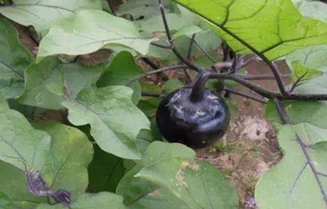 茄子摘叶时间及方法 茄子摘叶时间及方法图片