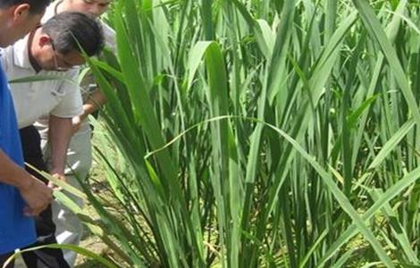 茭白纹枯病的防治方法 茭白枯叶病图样