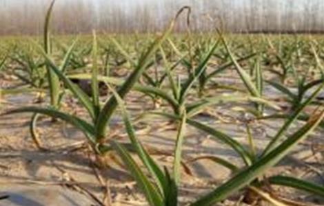 冬季大蒜的田间管理技术(冬季大蒜的田间管理技术与管理)