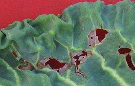 甘蓝黑斑病的防治方法 甘蓝黑斑病的防治方法有哪些