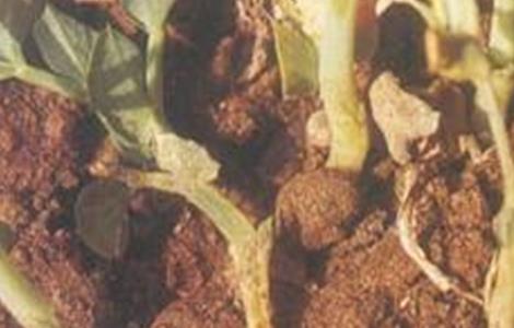豌豆基腐病的防治方法（豌豆基腐病的防治方法是什么）