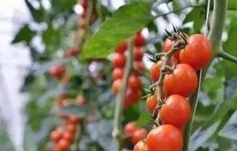 大棚种植圣女果如何提高产量（大棚种植圣女果如何提高产量呢）