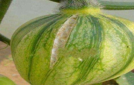 南瓜化瓜是怎么回事 南瓜接了瓜化瓜什么原因呢