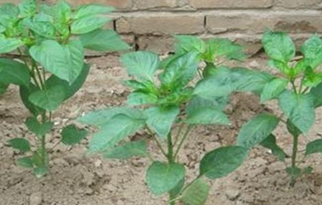 蔬菜苗期常见生理性病害的防治措施(蔬菜的病害的发生与防治)