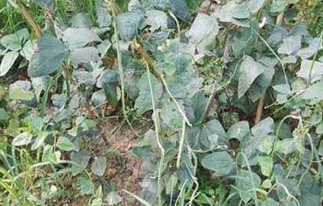豇豆死滕原因及防治方法（豇豆烂根死亡用什么方法防治）