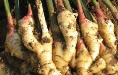 生姜如何留种 生姜如何留种保存