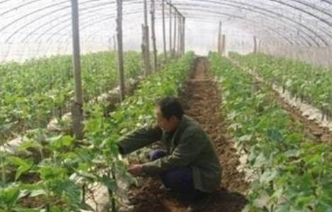 大棚蔬菜死苗的解决方法 大棚蔬菜死苗的解决方法视频