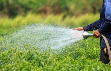冬季辣椒该怎么浇灌 夏季辣椒浇水
