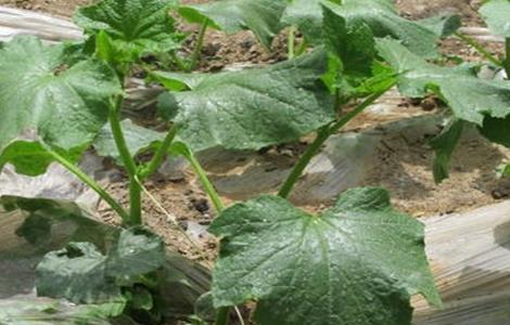 黄瓜死秧怎么回事 瓜秧发黄死秧打什么药