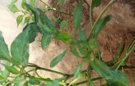 辣椒死秧是什么原因 辣椒死秧是什么原因引起的