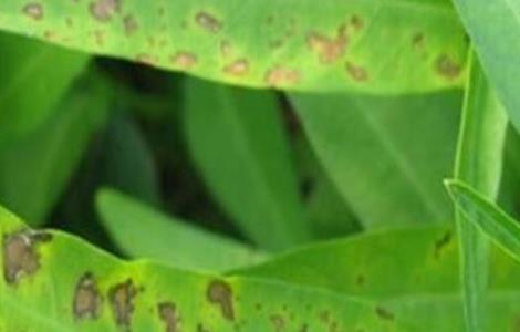 空心菜炭疽病的防治方法 空心菜炭疽病的防治方法有哪些