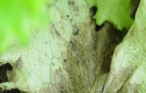 生菜灰霉病的防治方法（生菜灰霉病的防治方法是什么）