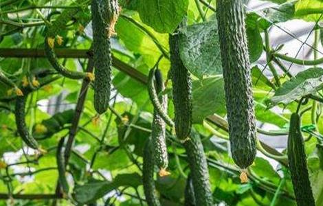 大棚黄瓜留瓜技术(大棚黄瓜留瓜技术视频)