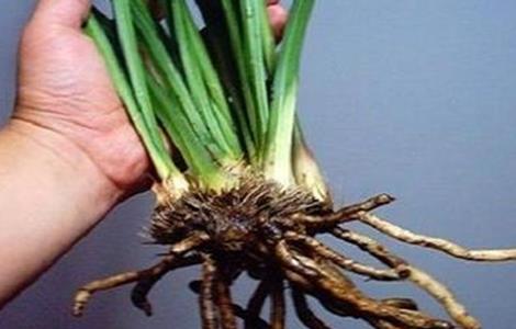 大葱烂根原因及防治方法 大葱烂根原因及防治方法视频
