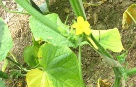 叶类蔬菜黄叶原因及防治方法（蔬菜黄叶病）