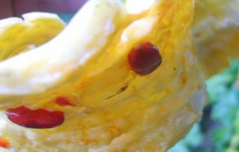 苦瓜裂瓜的原因 苦瓜裂瓜的原因分析