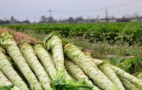 莴笋种植注意事项（莴笋的种植方法和时间介绍）