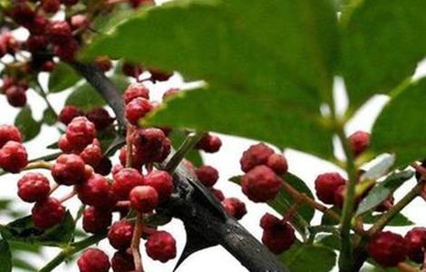 种花椒树有哪些忌讳 种花椒树有什么禁忌吗