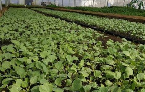 春甘蓝育苗技术 春甘蓝育苗技术培训