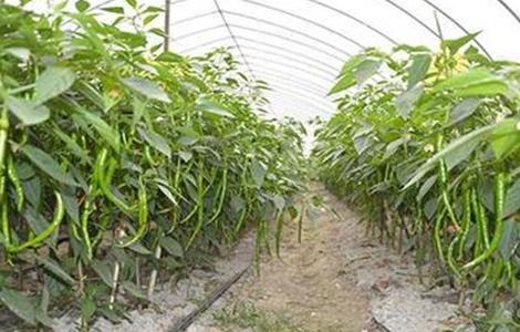 冬季大棚辣椒如何管理（冬季大棚辣椒管理温度）