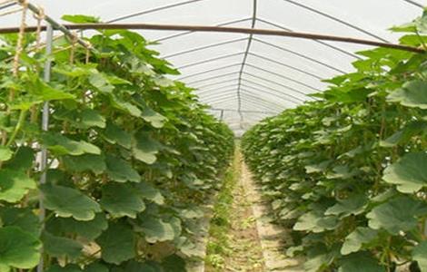早春南瓜育苗技术（早春南瓜育苗技术要点）