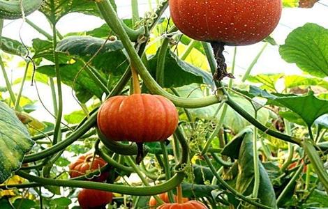 如何提高南瓜产量 怎样提高南瓜产量