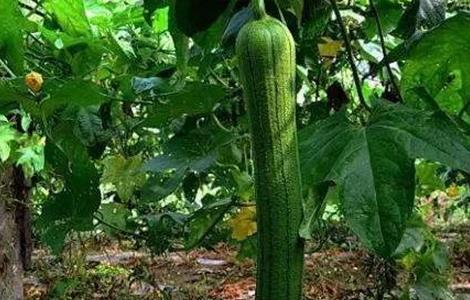 丝瓜盛瓜期如何管理（丝瓜坐瓜期管理）