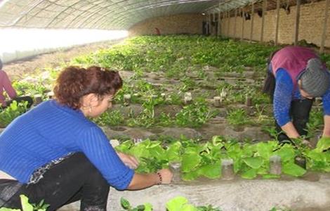 早春蔬菜定植前后管理要点