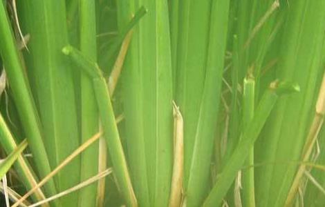 茭白变雄原因及防治方法（茭白矮化病）
