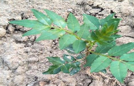 花椒死苗原因及防治方法（花椒死苗原因及防治方法有哪些）