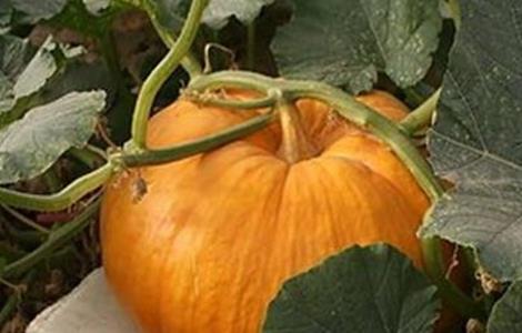 南瓜烂蔓的防治方法 怎样防止南瓜烂瓜