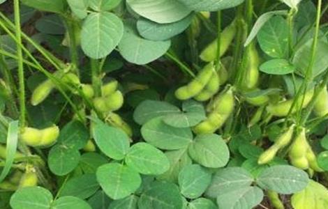 毛豆的高产栽培技术（毛豆的高产栽培技术视频）