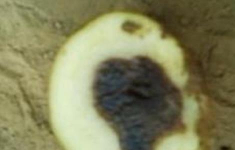 马铃薯黑心原因及防止措施(马铃薯黑心原因及防止措施图片)