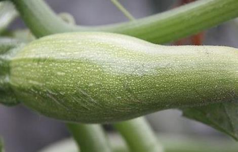 西葫芦畸形瓜防治方法（西葫芦畸形瓜图片）