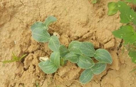 西葫芦冬季如何育苗（西葫芦冬季如何育苗视频）