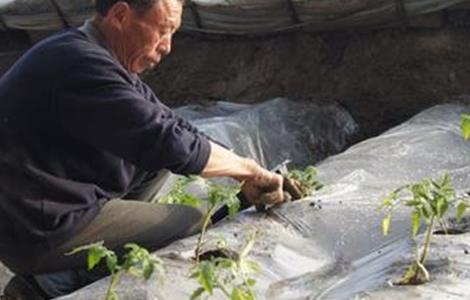 番茄移栽注意事项 番茄移栽注意事项视频