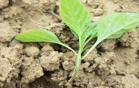 蔬菜死苗的预防措施（蔬菜死苗的预防措施是什么）