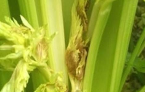 大棚芹菜常见施肥误区（大棚芹菜常见施肥误区是什么）