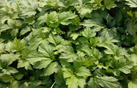 珍珠菜的种植方法（珍珠菜的种植方法视频）