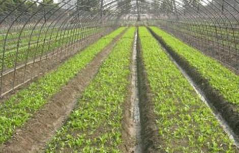 胡萝卜高产育苗方法