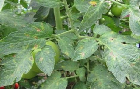 西红柿老叶什么时候打 茄子什么时候打老叶