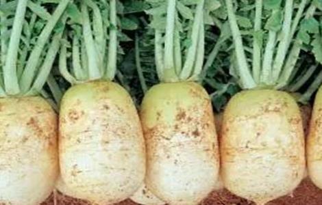 萝卜膨大期管理技术 萝卜膨大期管理技术措施