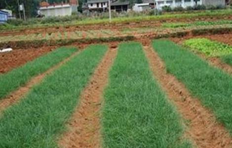 洋葱育苗的主要问题（洋葱育苗的种植技术与管理）