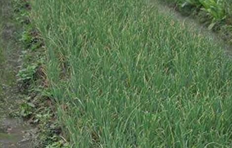 洋葱生长异常的防治措施（洋葱生长异常的防治措施有哪些）