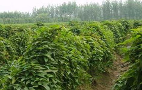 山药中后期管理技术 山药中后期管理技术规范